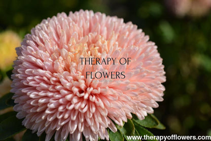 Aster Chrisantella Pink Mother of Pearl - therapyofflowers.comseeds