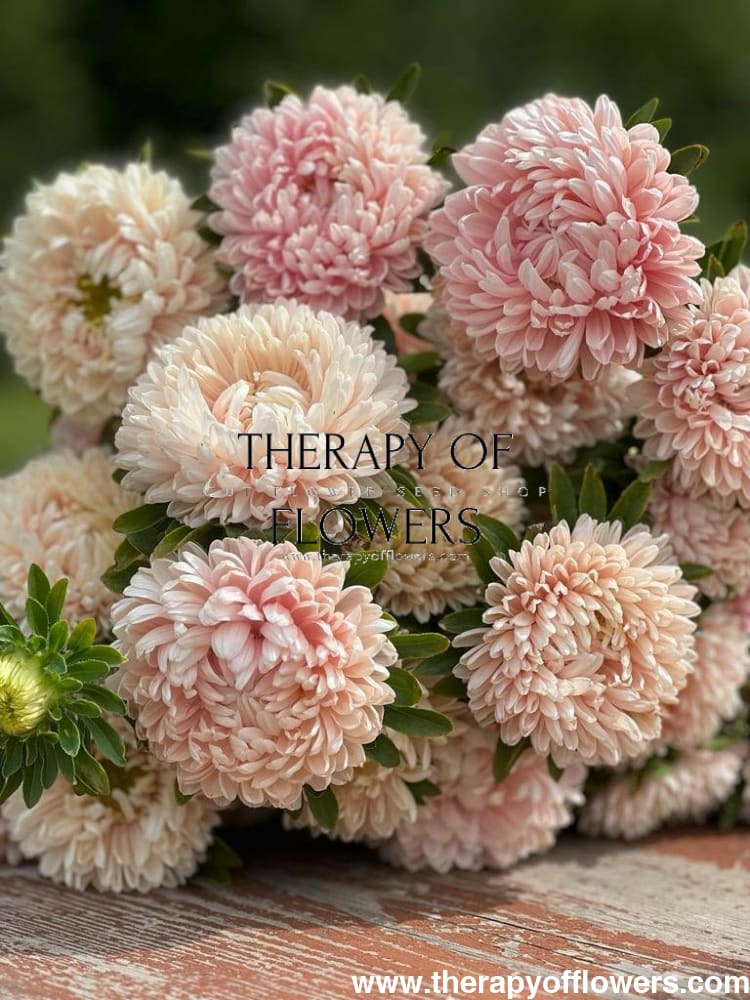 Aster Chrisantella Pink Mother of Pearl - therapyofflowers.comseeds