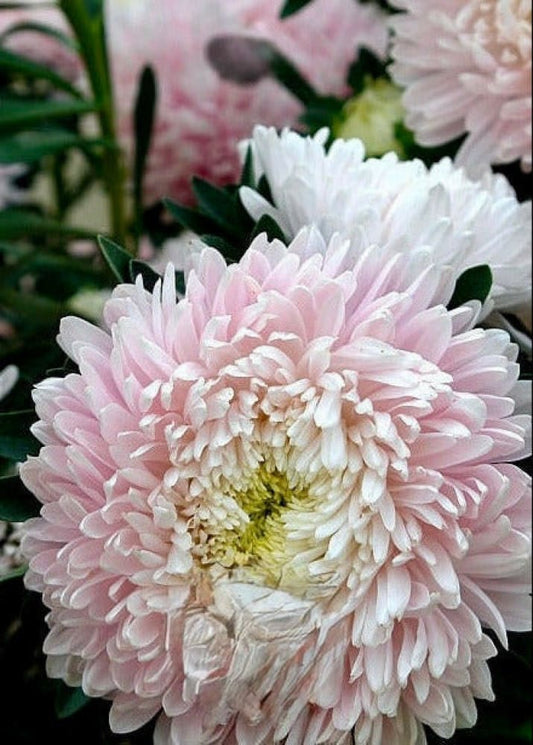 China Aster Chrisantella Sakura | Callistephus chinensis therapyofflowers.com