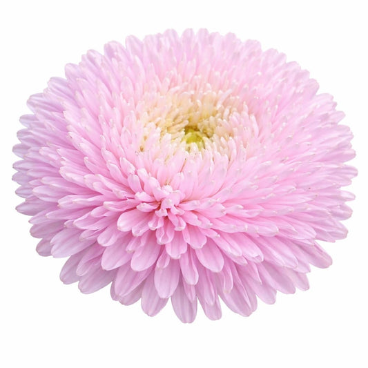 China Aster Chrisantella Sakura | Callistephus chinensis - 30 seeds / Pale-pink - Seeds