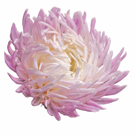 China Aster Dragon Rose Frost | Callistephus  chinensis therapyofflowers.com