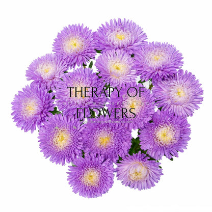 China Aster Harlekin Light Blue with White Centre | Callistephus chinensis - 30 seeds / 65-70 cm - Seeds