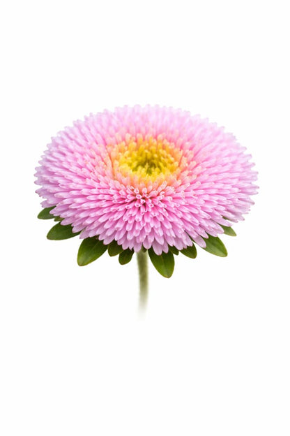 Aster Harlekin Light Rose - 30 seeds / 65-70 cm - Seeds