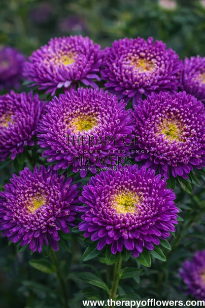 China Aster Harlekin Violet | Callistephus chinensis - 30 seeds / 65-70 cm - Seeds