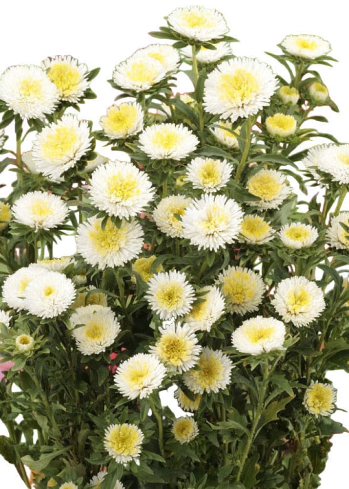 China Aster Harlekin White | Callistephus chinensis therapyofflowers.com