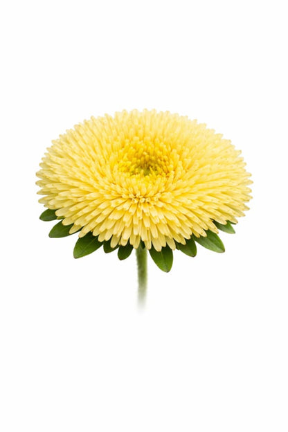 China Aster Harlekin Yellow | Callistephus chinensis - 30 seeds / 65-70 cm / Pale yellow - Seeds