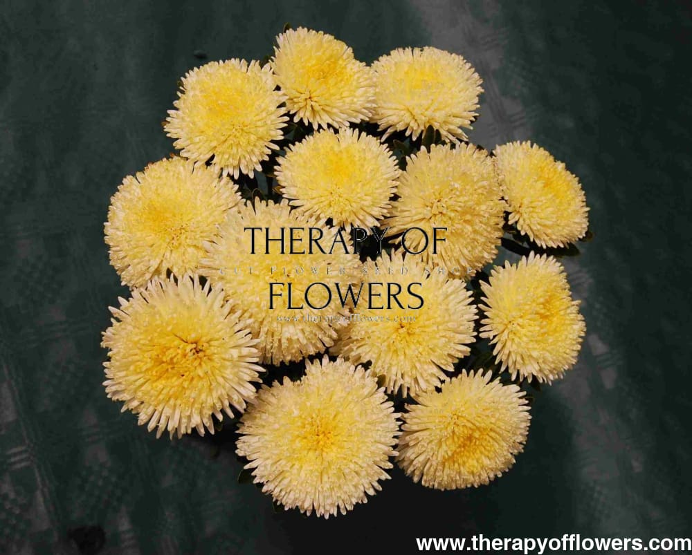 China Aster Harlekin Yellow | Callistephus chinensis - 30 seeds / 65-70 cm / Pale yellow - Seeds