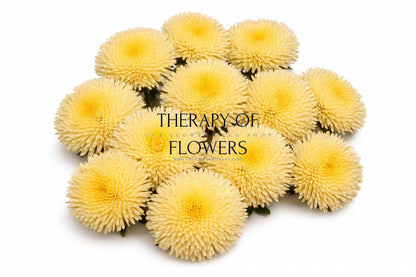 China Aster Harlekin Yellow | Callistephus chinensis - 30 seeds / 65-70 cm / Pale yellow - Seeds