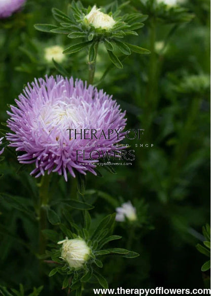 China Aster Juwel Ametrin, Lavendel | Callistephus chinensis