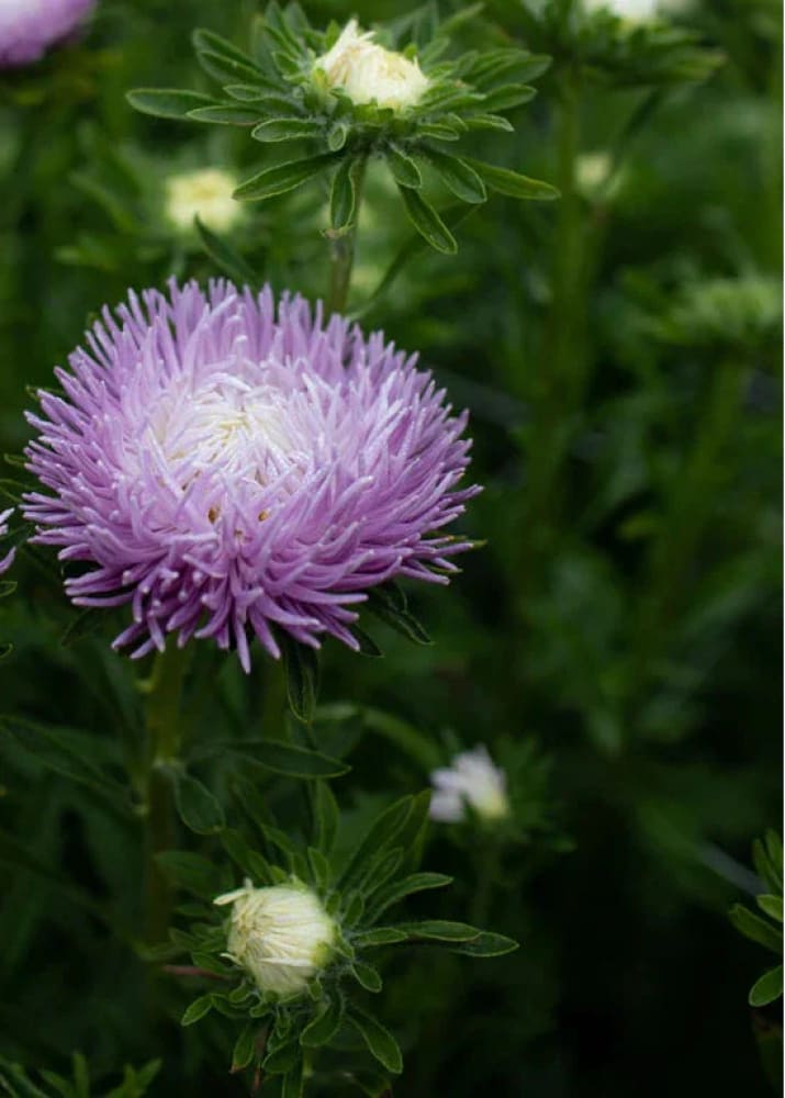 China Aster Juwel Ametrin, Lavendel | Callistephus chinensis