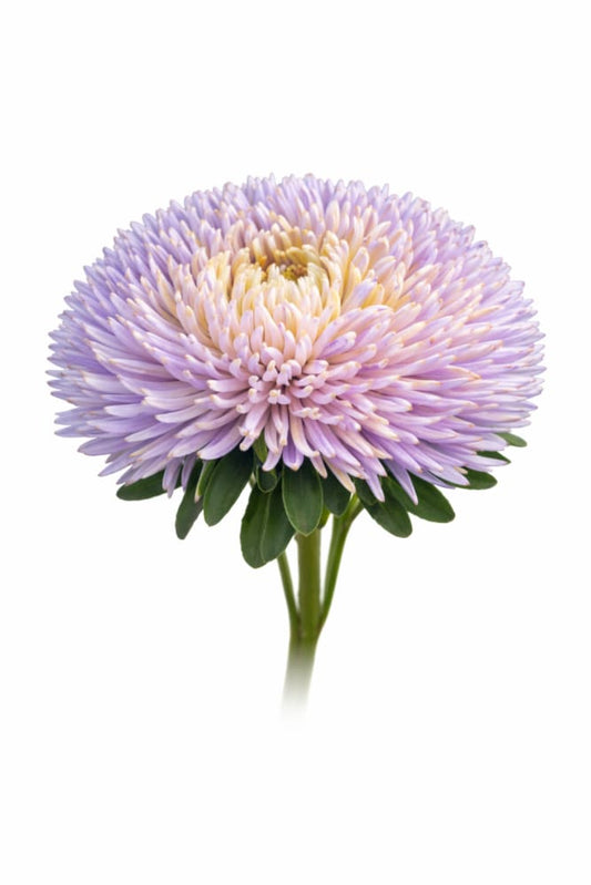 China Aster Juwel Ametrin Lavendel | Callistephus chinensis - 30 seeds / 60-75 cm / Soft lavender - seeds