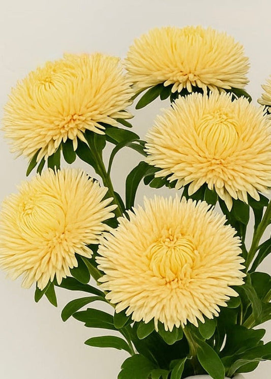 China Aster Juwel Gold Champagne | Callistephus chinensis therapyofflowers.com