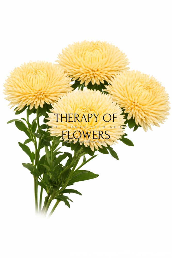 China Aster Juwel Gold Champagne | Callistephus chinensis - 30 seeds / 60-75 cm / Champagne - seeds