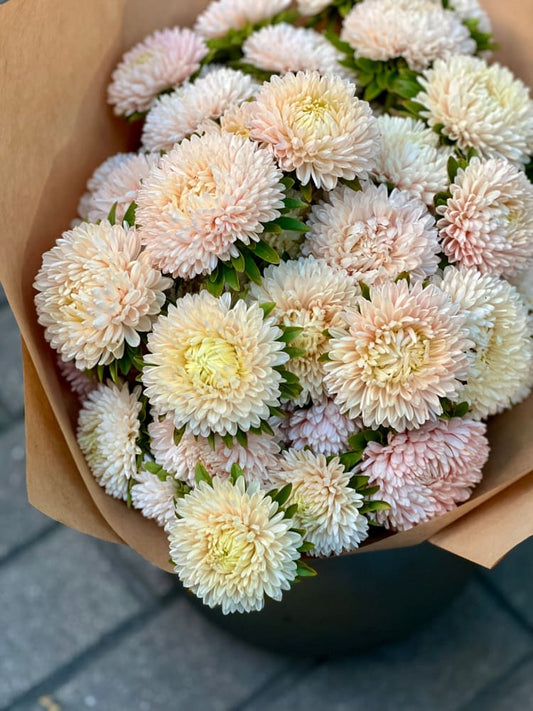 Aster Lady Coral® Chamois.