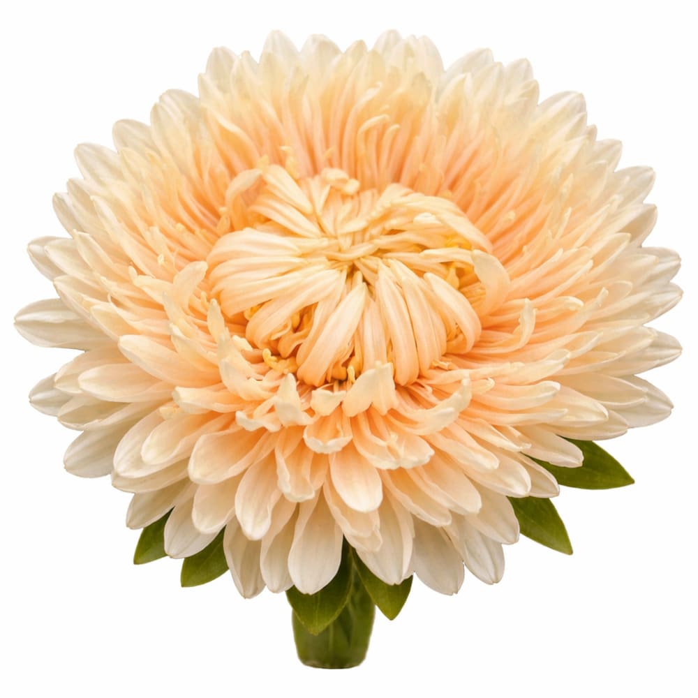 China Aster Lady Coral® Golden | Callistephus chinensis - 30 seeds - Seeds