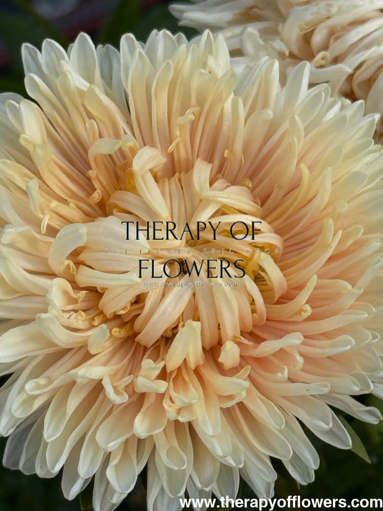 Aster Lady Coral® Golden | Callistephus chinensis therapyofflowers.com