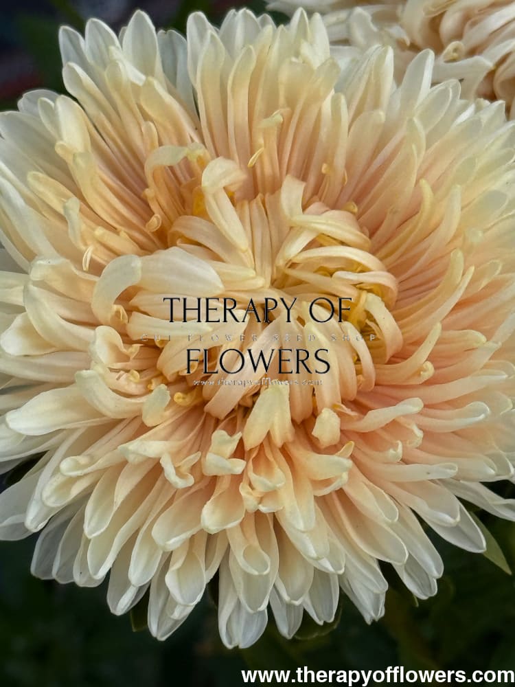 Aster Lady Coral® Golden | Callistephus chinensis therapyofflowers.com