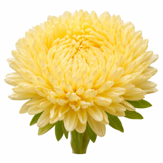 China Aster Lady Coral® Yellow | Callistephus chinensis - 30 seeds / soft yellow - Seeds
