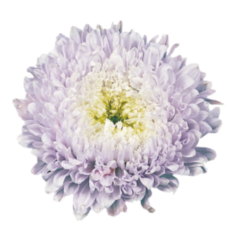 China Aster Matador® Soft Blue | Callistephus chinensis therapyofflowers.com