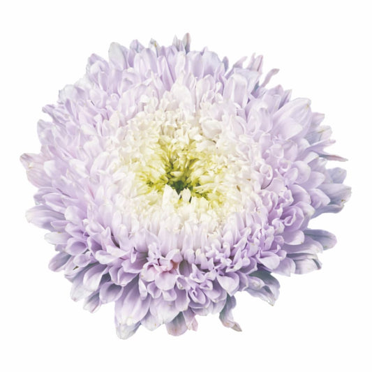 China Aster Matador® Soft Blue | Callistephus chinensis therapyofflowers.com