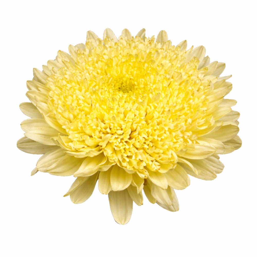 China Aster Matador® Yellow | Callistephus chinensis therapyofflowers.com