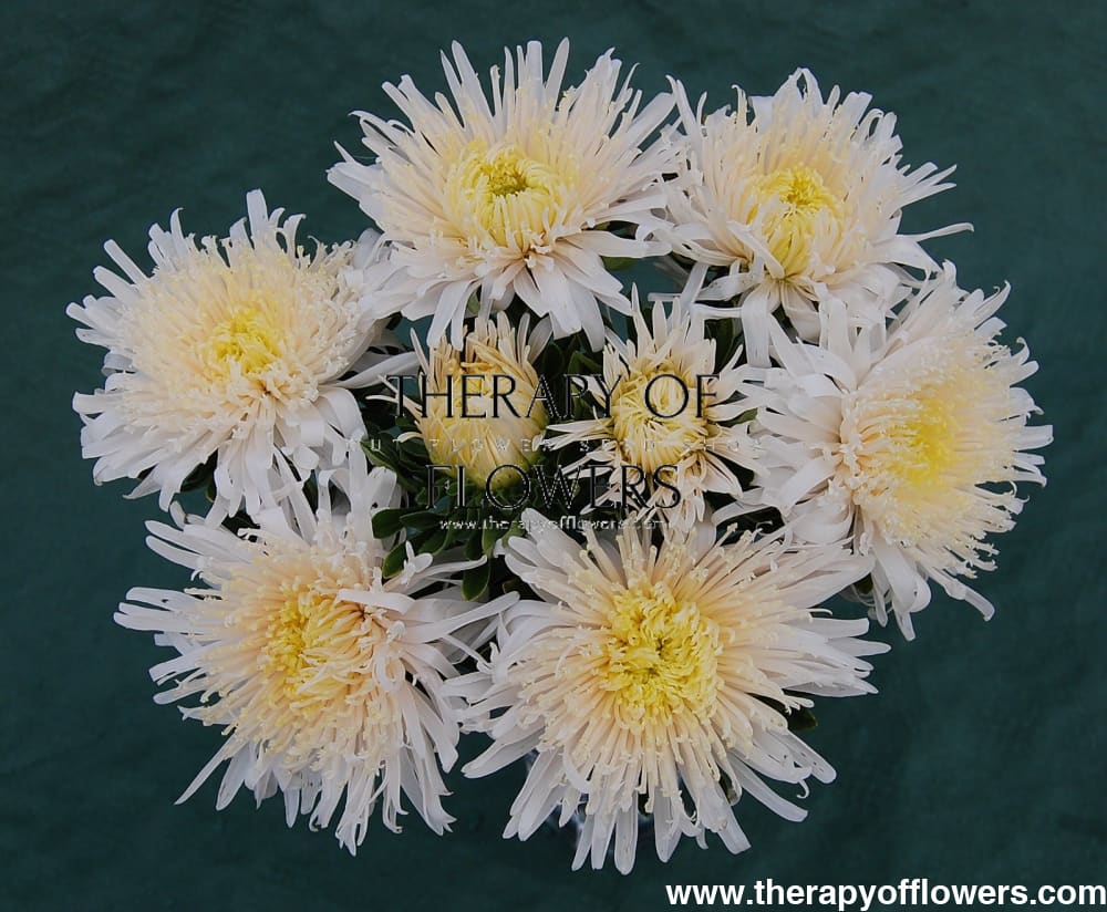 China Aster Sea Starlet Chamois | Callistephus chinensis - 30 seeds / 50 - 60 cm / Chamois - Seeds