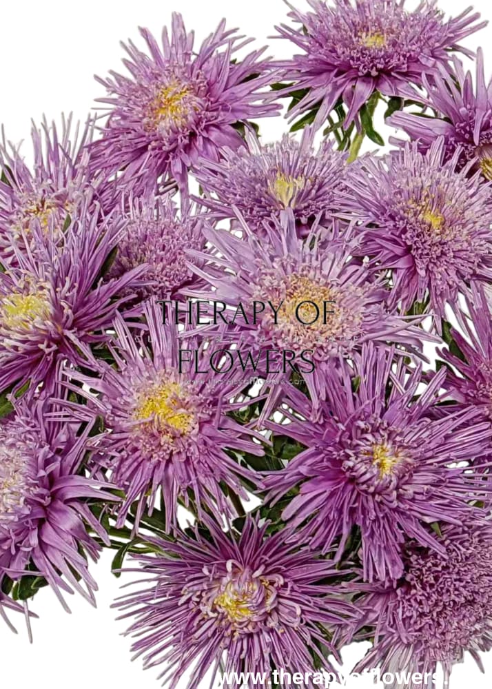 China Aster Sea Starlet Lavender | Callistephus chinensis therapyofflowers.com