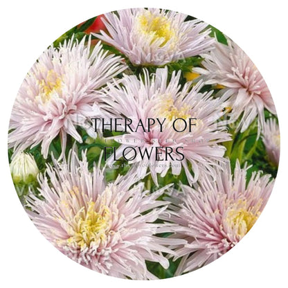 Aster Sea Starlet Light Blue.