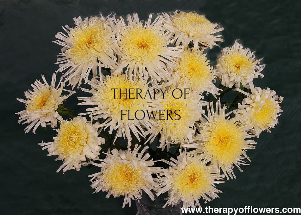 China Aster Sea Starlet Yellow | Callistephus chinensis - 30 seeds / 50 - 60 cm / soft yellow - Seeds