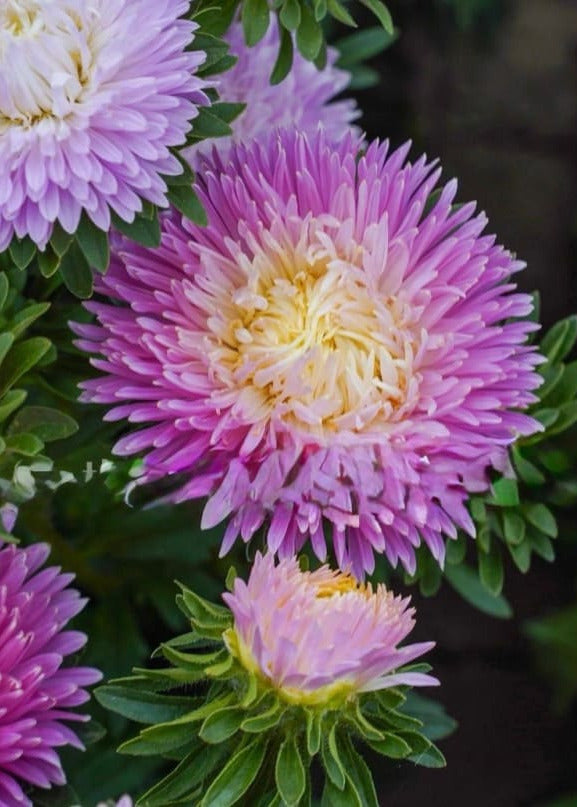 China Aster Syringa Appleblossom Rose-Yellow | Callistephus chinensis therapyofflowers.com