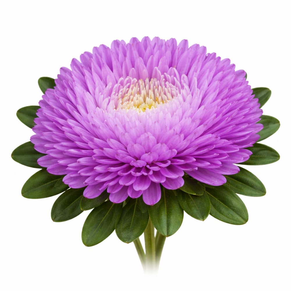China Aster Syringa Lilac | Callistephus chinensis - 30 seeds - seeds