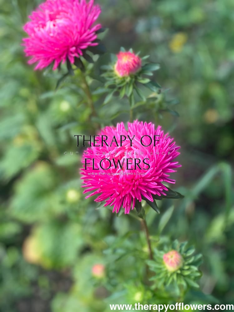 Aster NEW Syringa Terra-cotta.