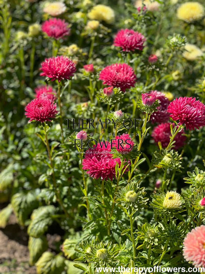 China Aster Syringa Terra-cotta | Callistephus chinensis - 30 seeds / Warm terracotta tones - seeds