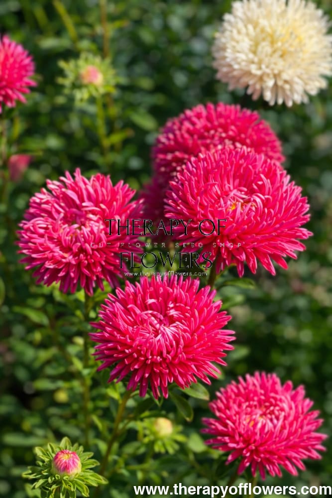 China Aster Syringa Terra-cotta | Callistephus chinensis - 30 seeds / Warm terracotta tones - seeds