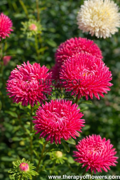 China Aster Syringa Terra-cotta | Callistephus chinensis - 30 seeds / Warm terracotta tones - seeds