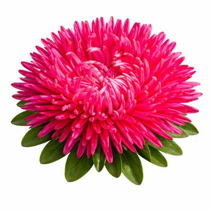 China Aster Syringa Terra-cotta | Callistephus chinensis - 30 seeds / Warm terracotta tones - seeds