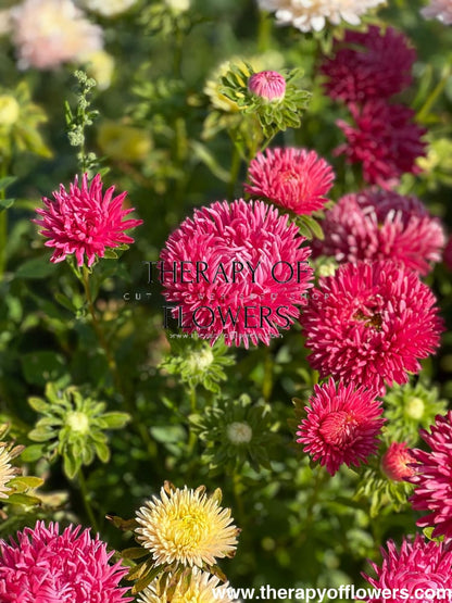 Aster NEW Syringa Terra-cotta.