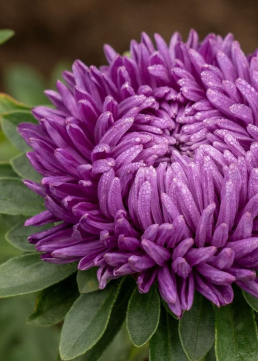 Callistephus chinensis Syringa Violet-Blue