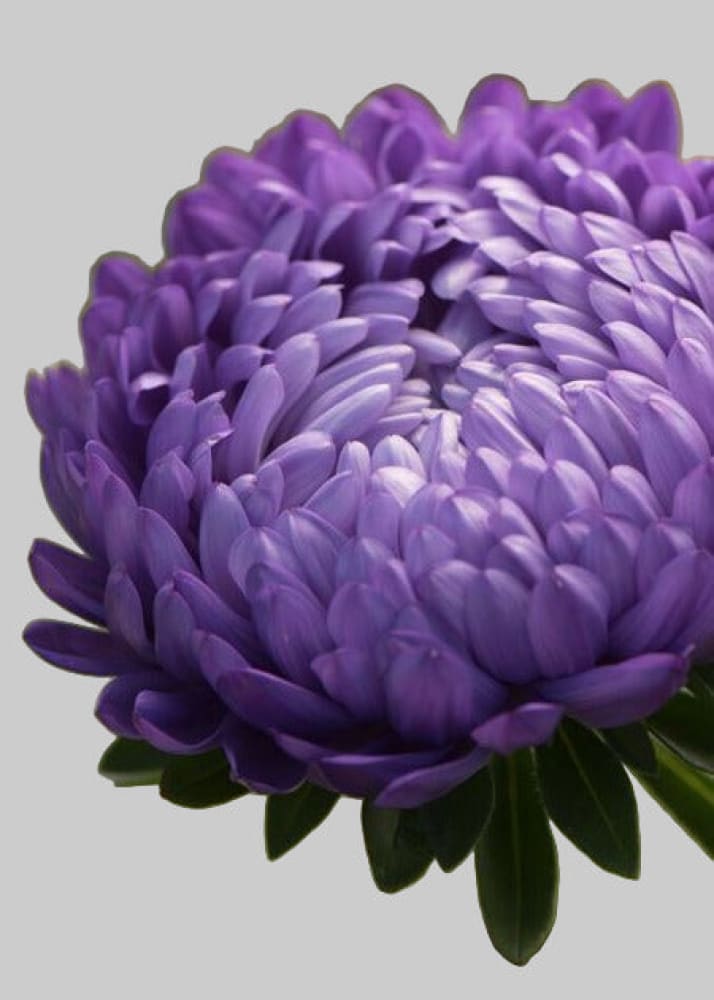 Aster Tower Blue therapyofflowers.com