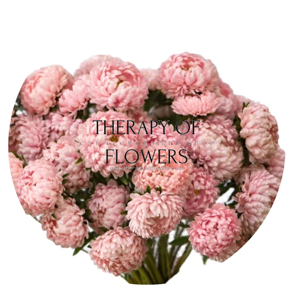 Aster Tower Chamois therapyofflowers.com