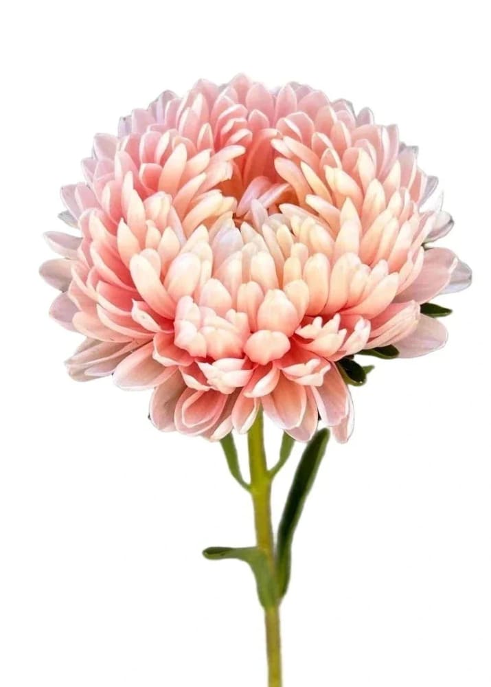 China Aster Tower Chamois | Callistephus chinensis | Paeonien Aster therapyofflowers.com