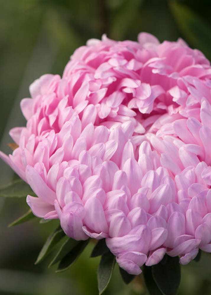 China Aster Tower Pink