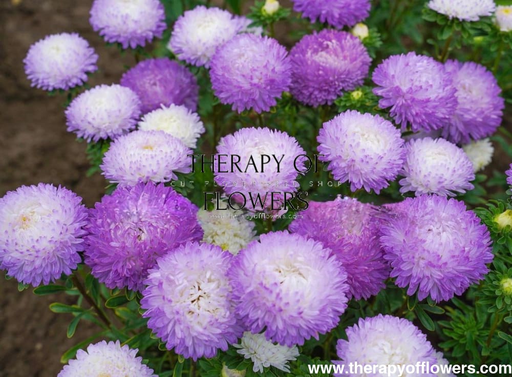 China Aster Tower Silver | Callistephus chinensis | Paeonien Aster therapyofflowers.com