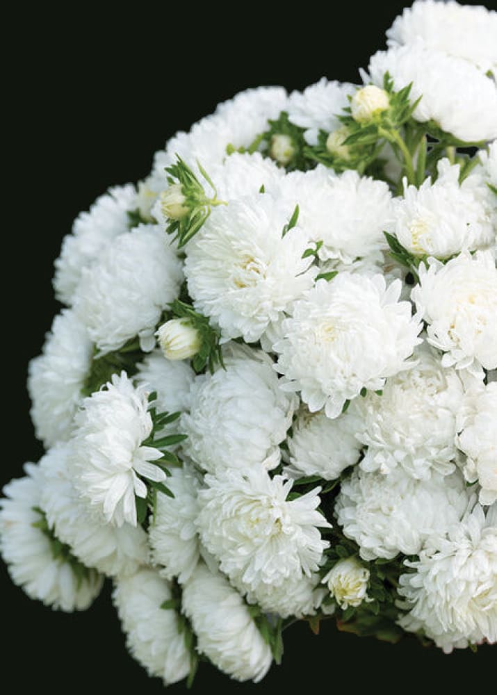 China Aster ‘Tower White