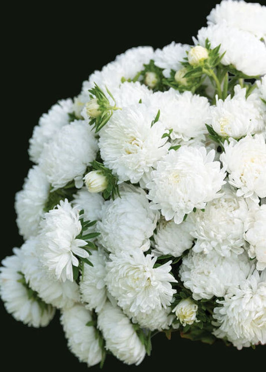 China Aster ‘Tower White