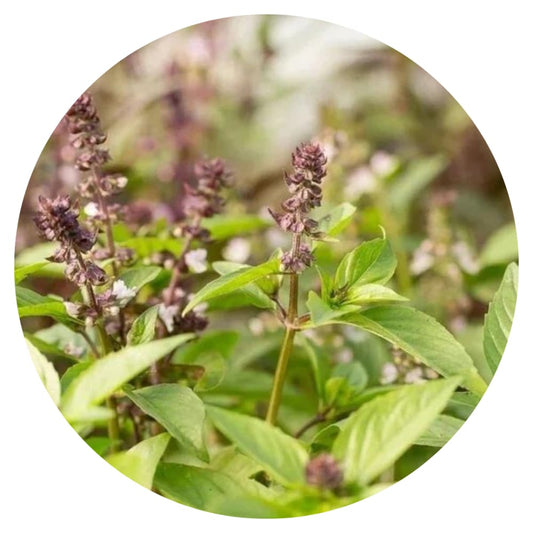 Cinnamon basil | Ocimum basilicum Cinnamon therapyofflowers.com