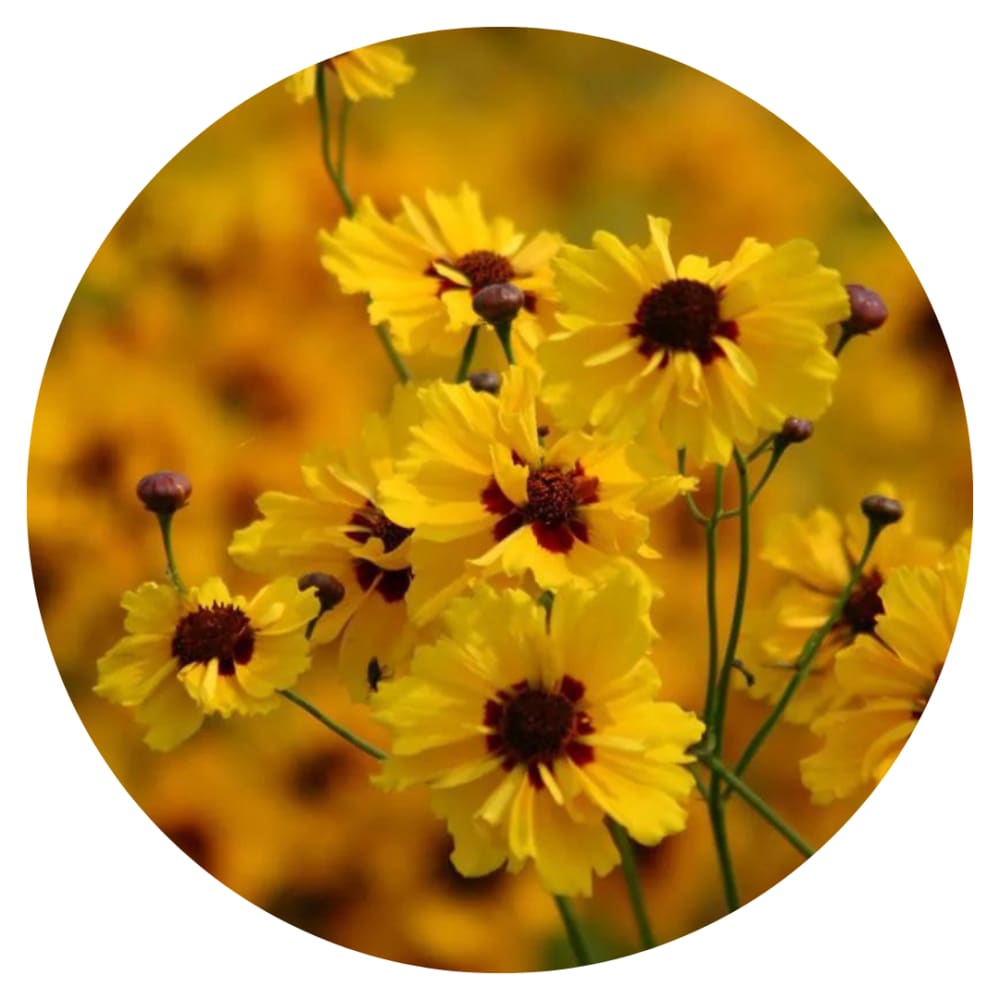 Coreopsis tinctoria Golden Roulette therapyofflowers.com