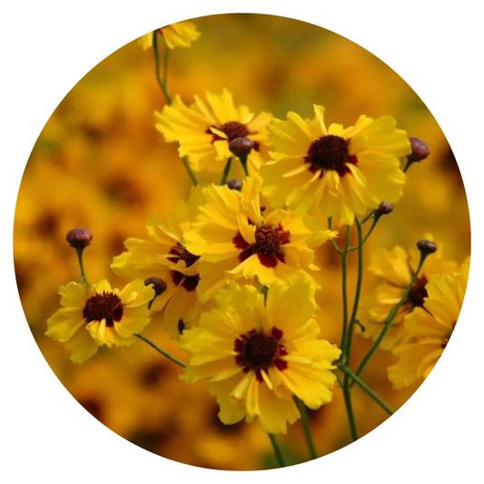 Coreopsis tinctoria Golden Roulette therapyofflowers.com