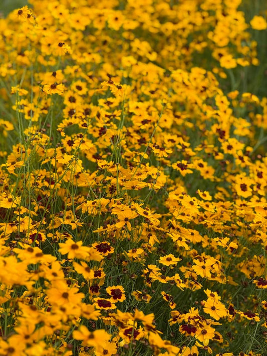 Coreopsis tinctoria Golden Roulette | Tickseed - 1 gram / 60 - 80 cm - seeds