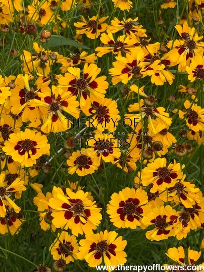 Coreopsis tinctoria Golden Roulette | Tickseed - 1 gram / 60 - 80 cm - seeds